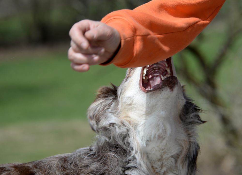 dog biting at person's arm